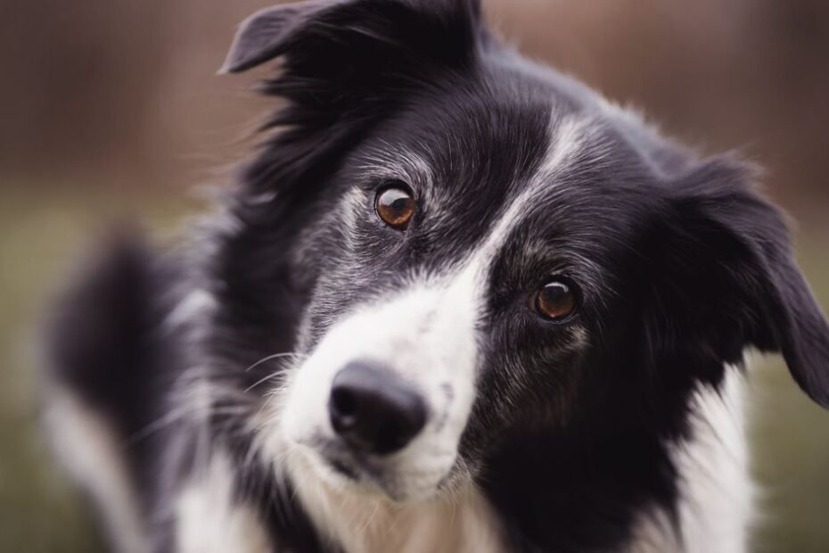 A border collie tilting its head with a curious expression