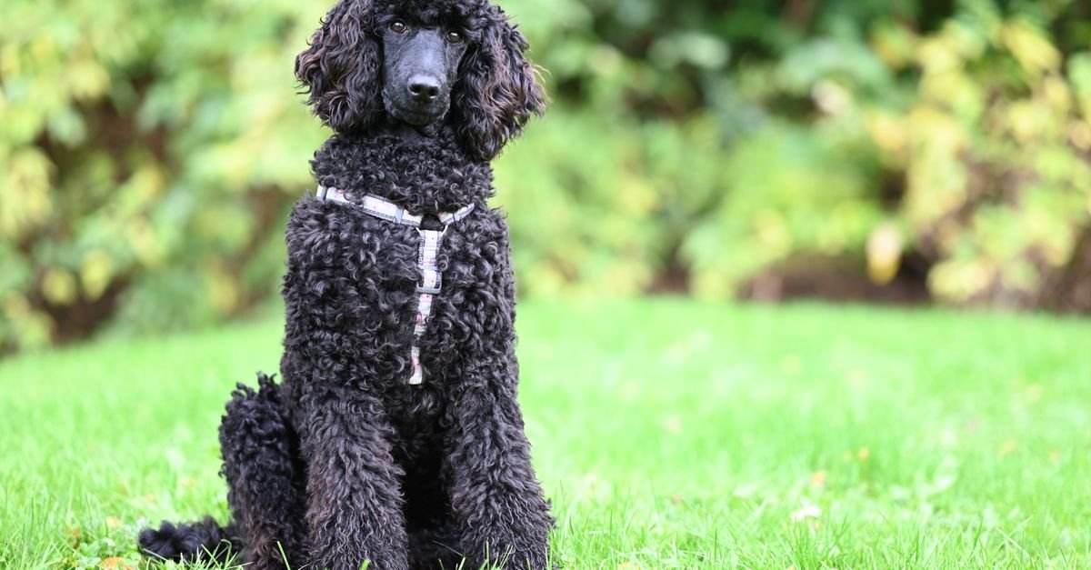 Some breeds are more prone to anal gland issues