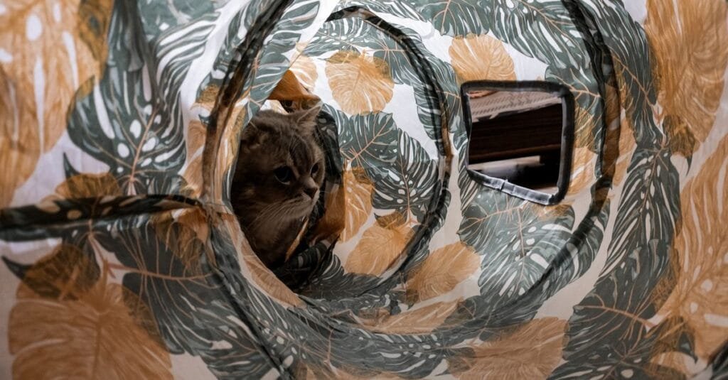 Cat peeking through a side porthole of a leaf-print tunnel