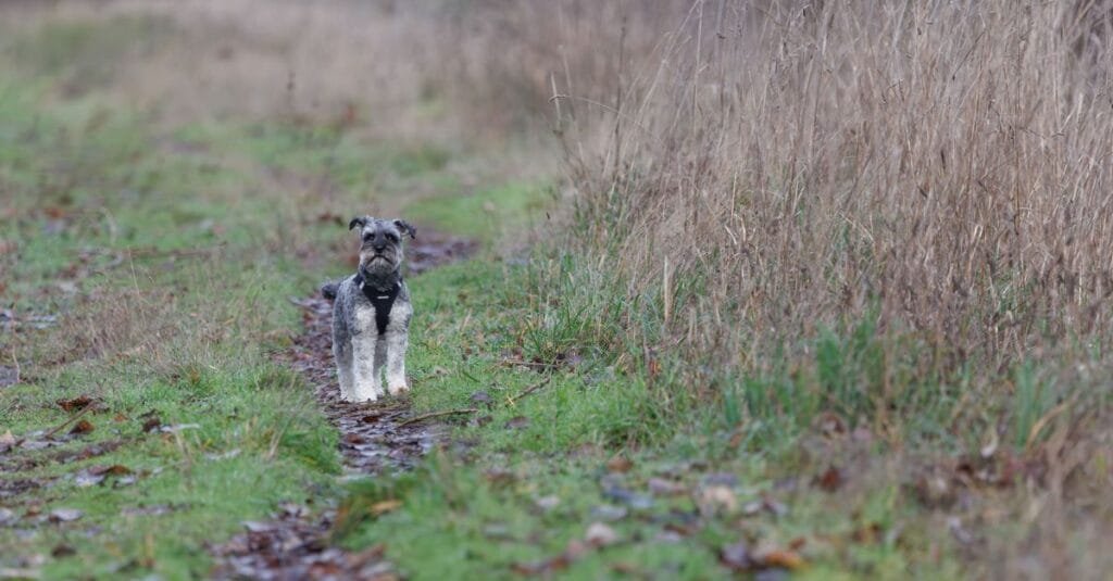 Dog walking on a soft grass path