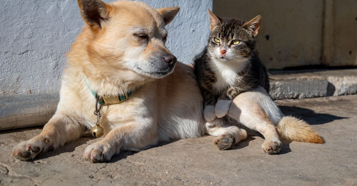 A dog and cat leaning on each other against a sunny wall
