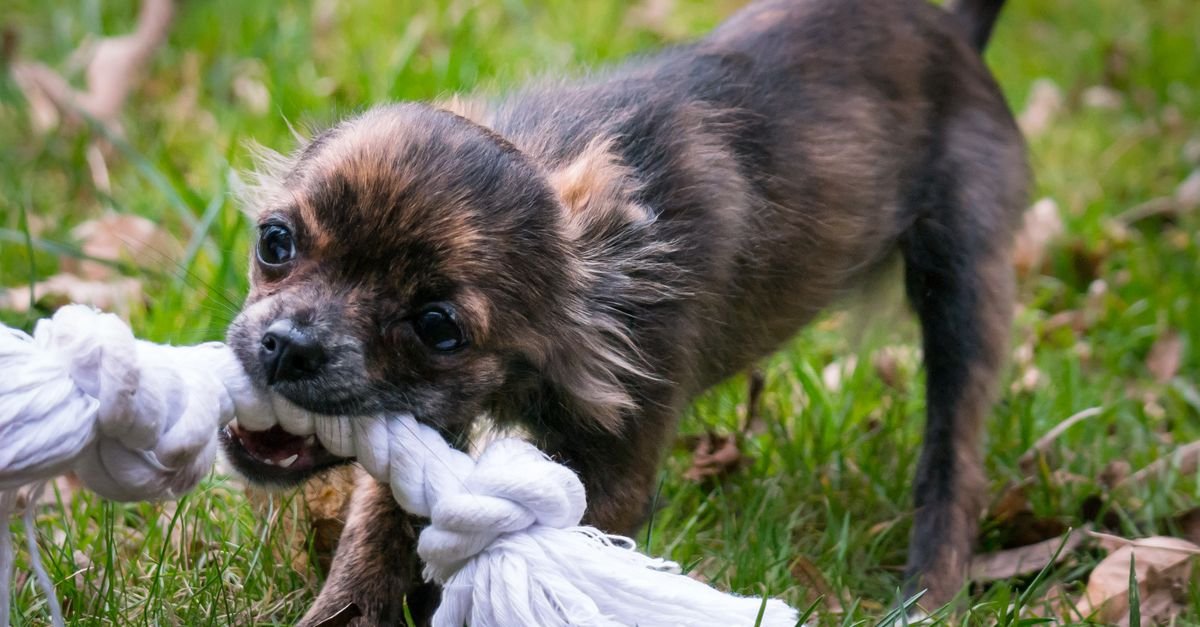Puppy redirected onto a rope toy for biting play