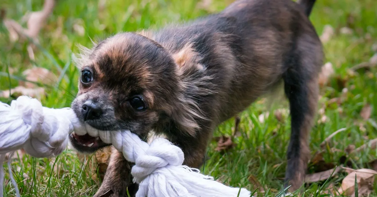 Puppy redirected onto a rope toy for biting play
