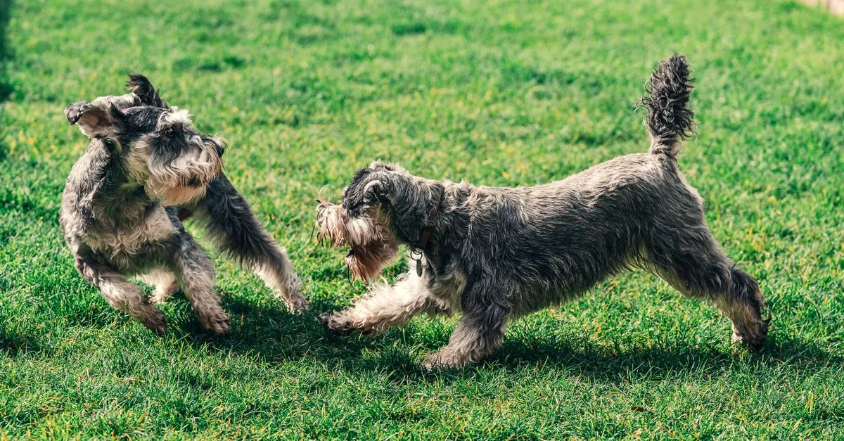 Two schnauzers spinning and playing on a green lawn