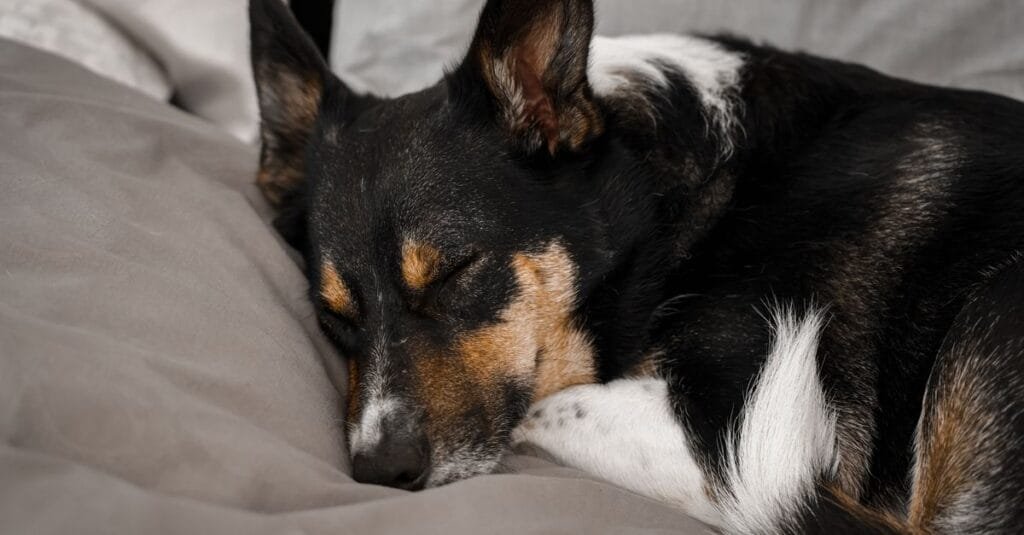 Dog sleeping deeply on soft bedding