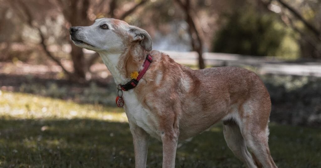 Senior dog looking up on a gentle walk