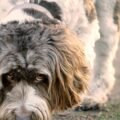 A shaggy dog sniffing the ground intently on a walk