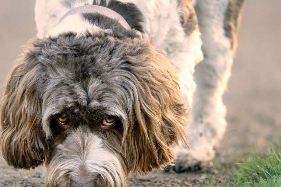 A shaggy dog sniffing the ground intently on a walk