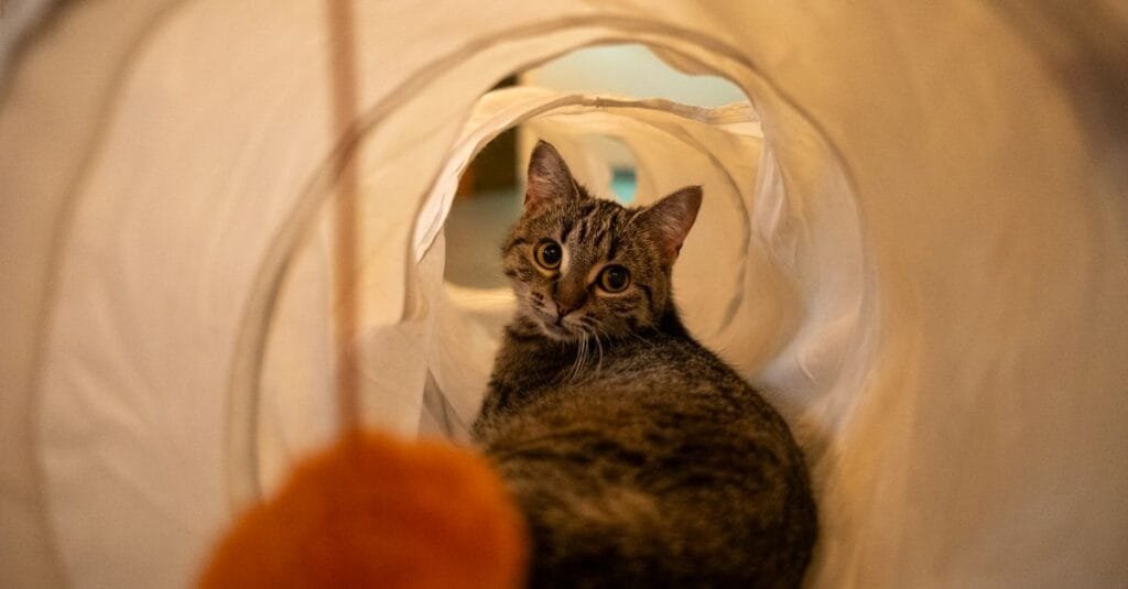 Cat inside a fabric tunnel with a toy
