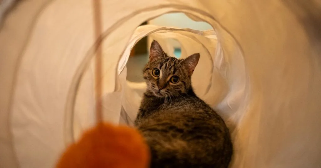 Cat inside a fabric tunnel with a toy