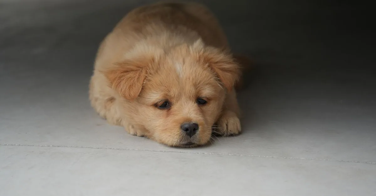 A fluffy puppy lying flat on its belly
