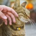 pexels photo 37016993