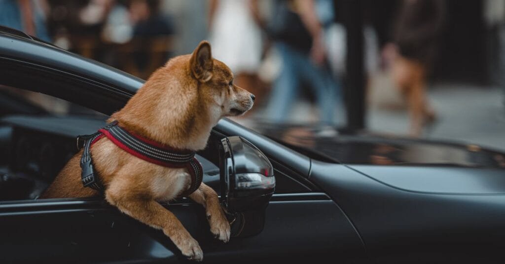 Shiba Inu in a red harness at a car window