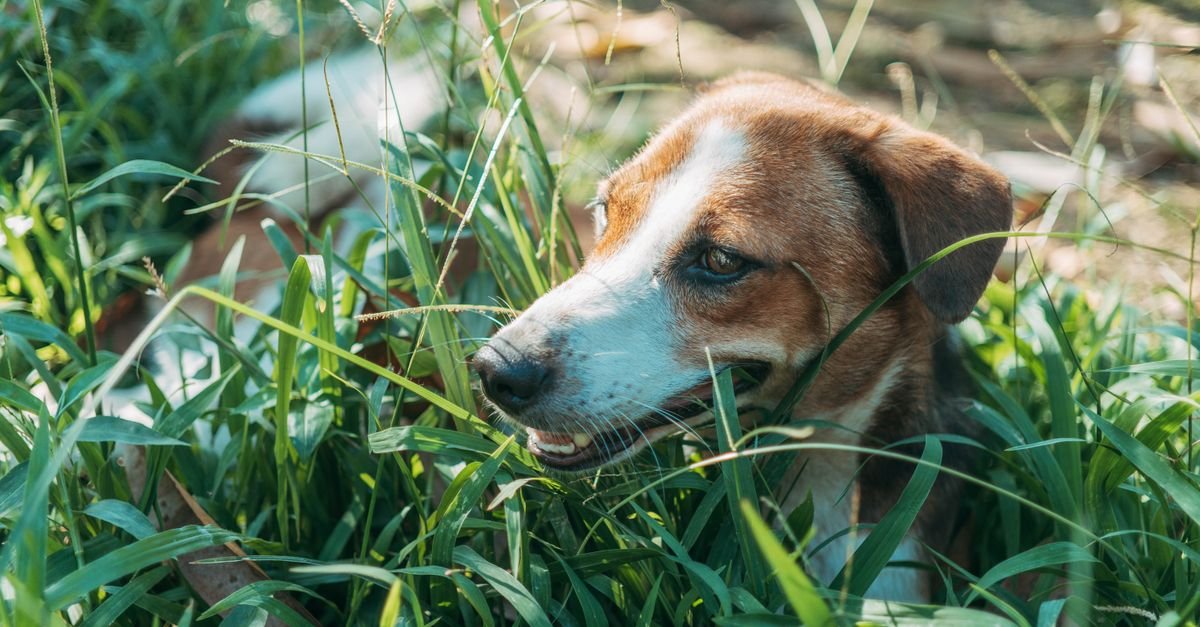 A dog nosing through grass
