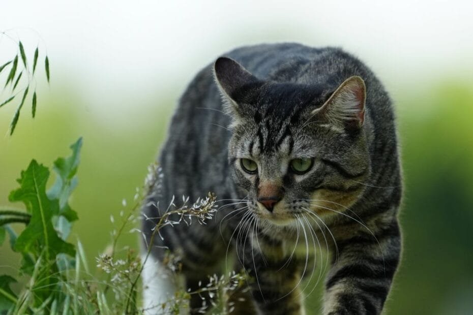 A tabby cat stalking through tall grass