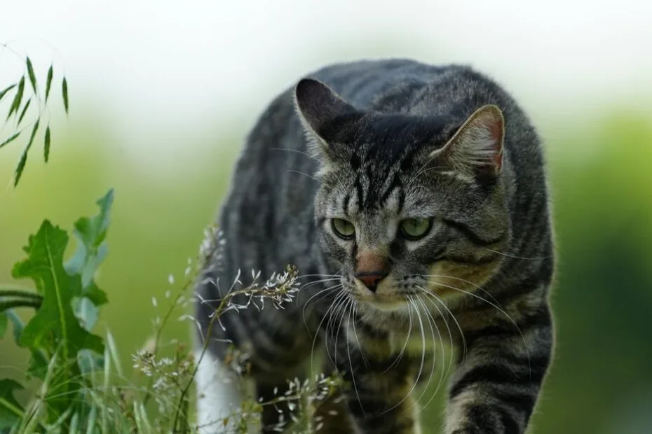 A tabby cat stalking through tall grass