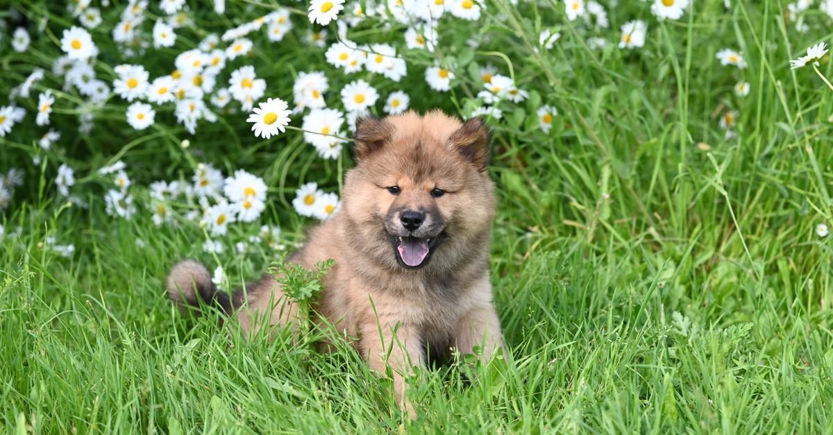 A puppy exploring grass