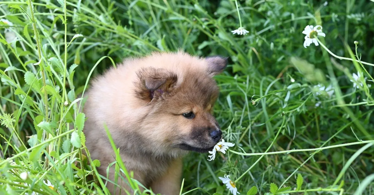 A puppy sniffing flowers in the grass