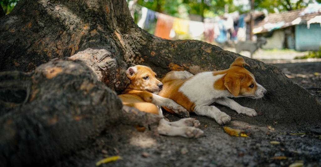Dogs resting together in deep tree shade