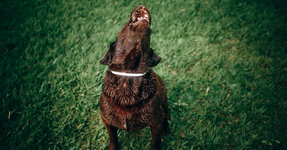 A dark dog howling on green grass