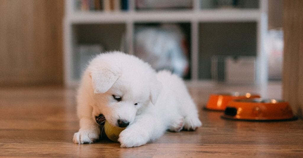 White puppy playing with a toy indoors