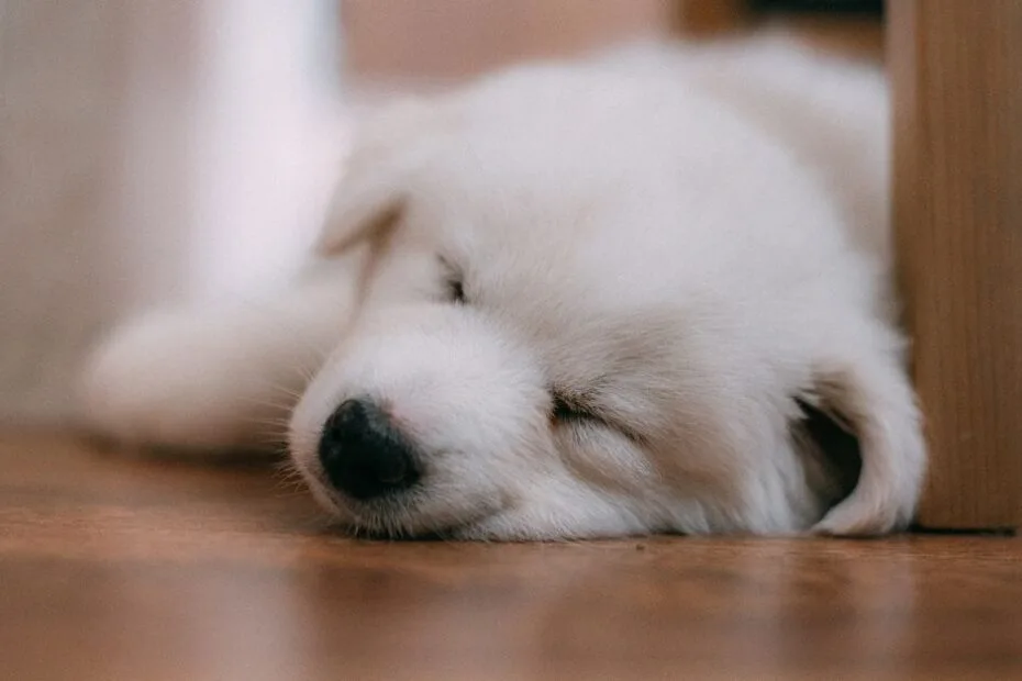 A white puppy asleep on the floor