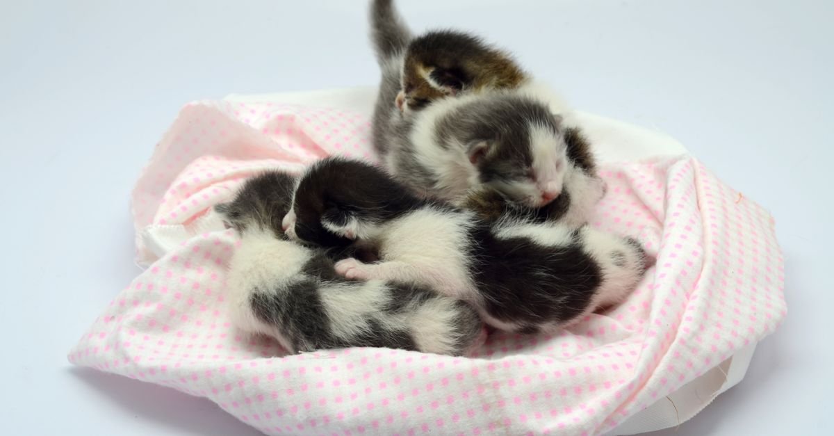Kittens sleeping together in a soft blanket