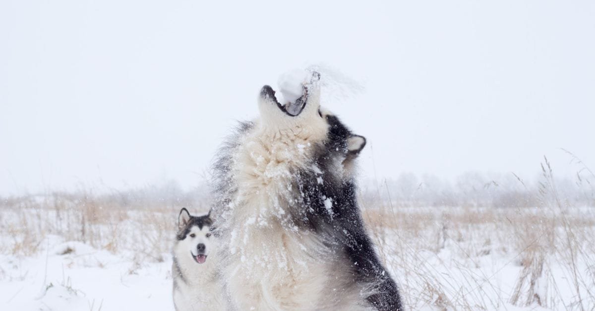 Two huskies howling together in the snow