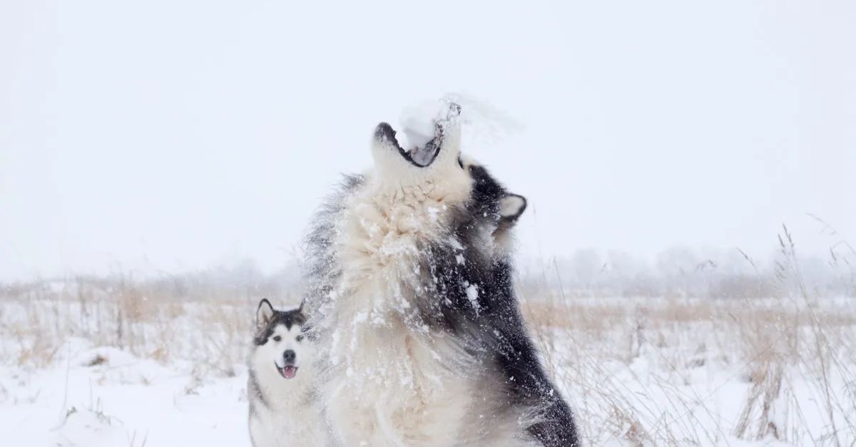 Two huskies howling together in the snow