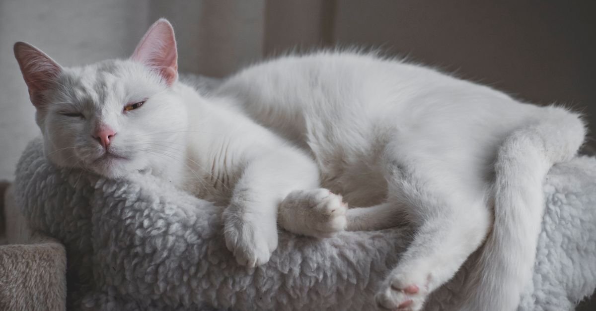 A cat resting on a soft bed