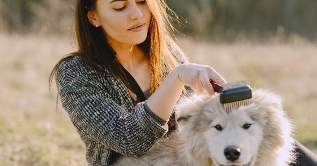Woman brushing a fluffy white dog outdoors