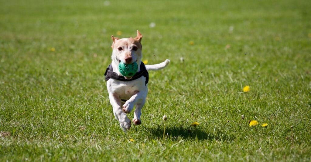 Jack Russell terrier sprinting with a ball