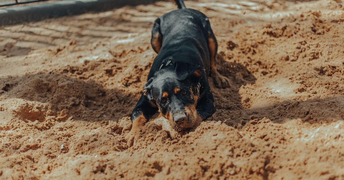 A dachshund digging enthusiastically in the dirt