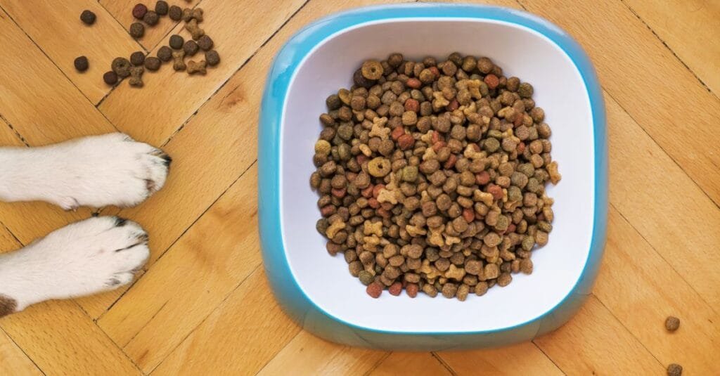 Dog paws beside a bowl of kibble seen from above