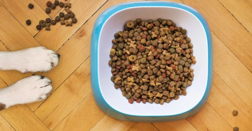 Dog paws beside a bowl of kibble seen from above