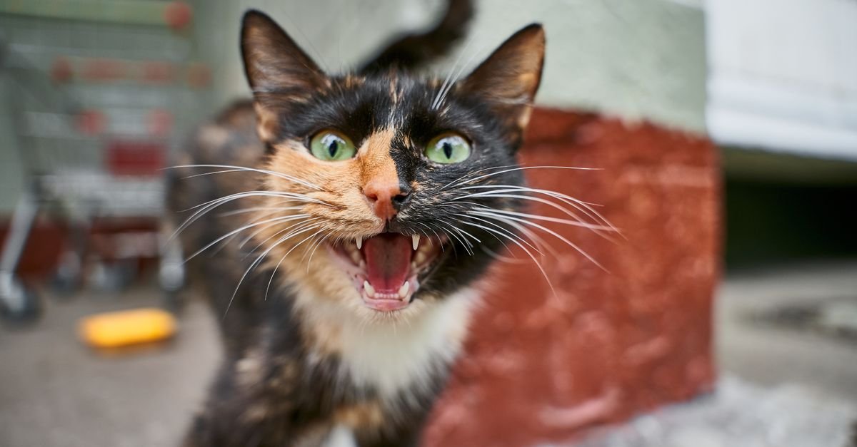 Calico cat meowing outdoors