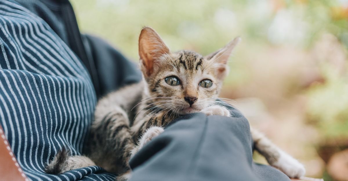 Kitten being held gently on a lap