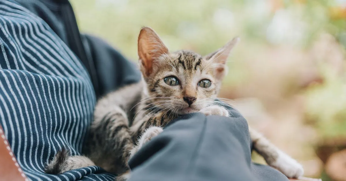 Kitten being held gently on a lap