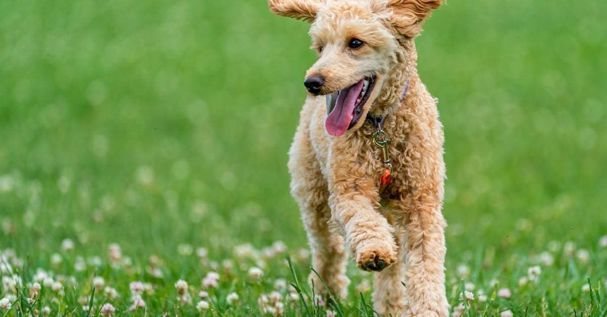 A happy poodle running across a green field