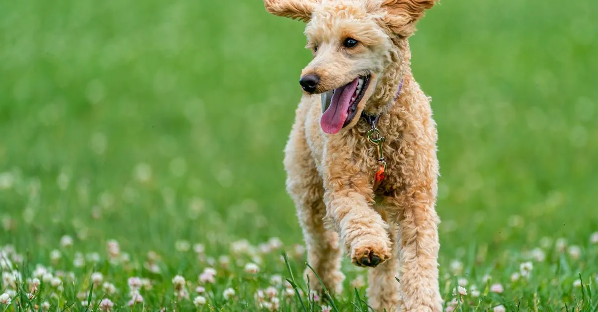A happy poodle running across a green field