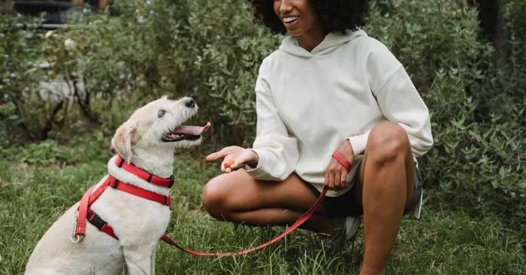Woman rewarding a Labrador in a harness during outdoor training