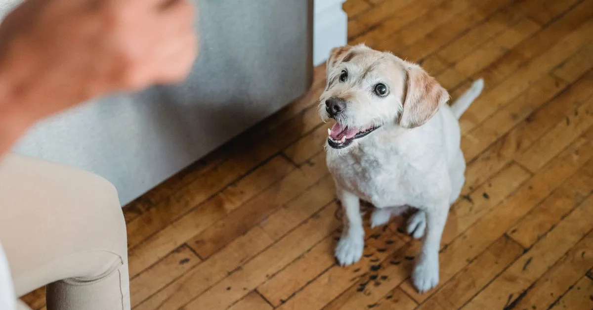 Dog offering attentive eye contact during training