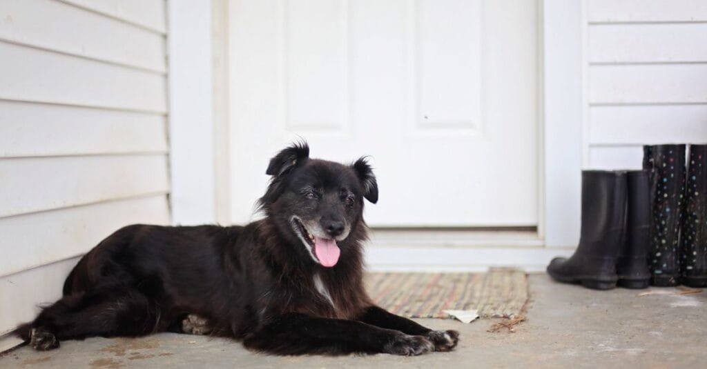 Black dog relaxing on a porch by the door