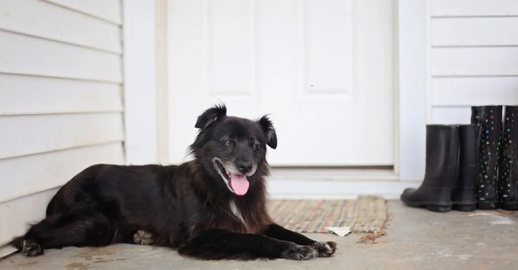 Black dog relaxing on a porch by the door