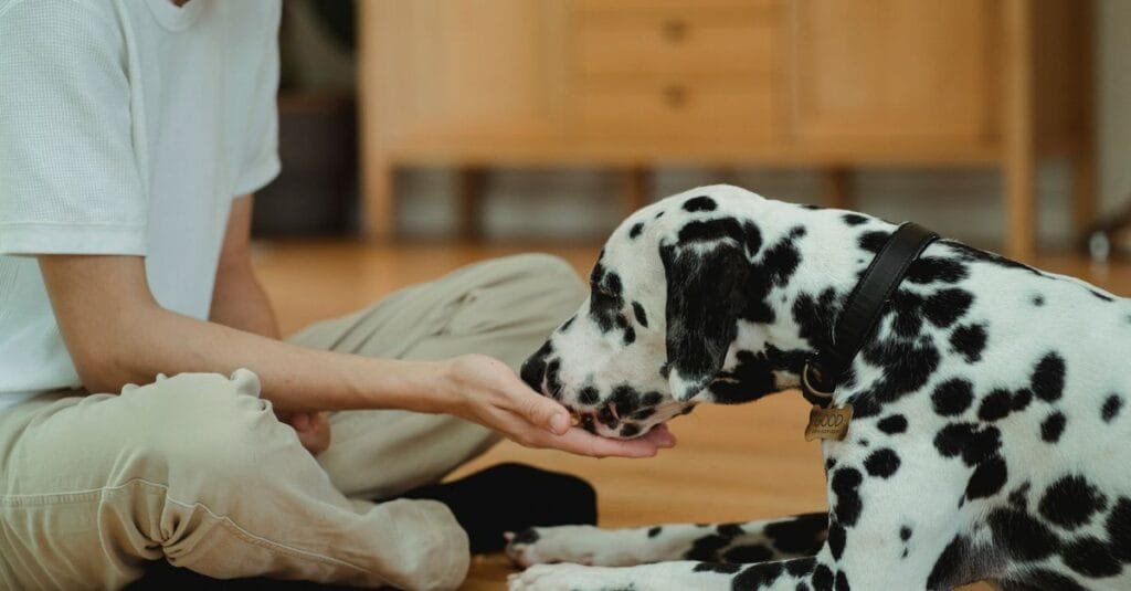 Person hand-feeding a Dalmatian on the floor