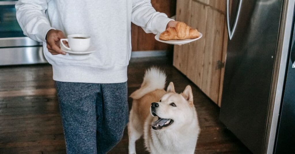 Dog watching food in a kitchen beside its owner