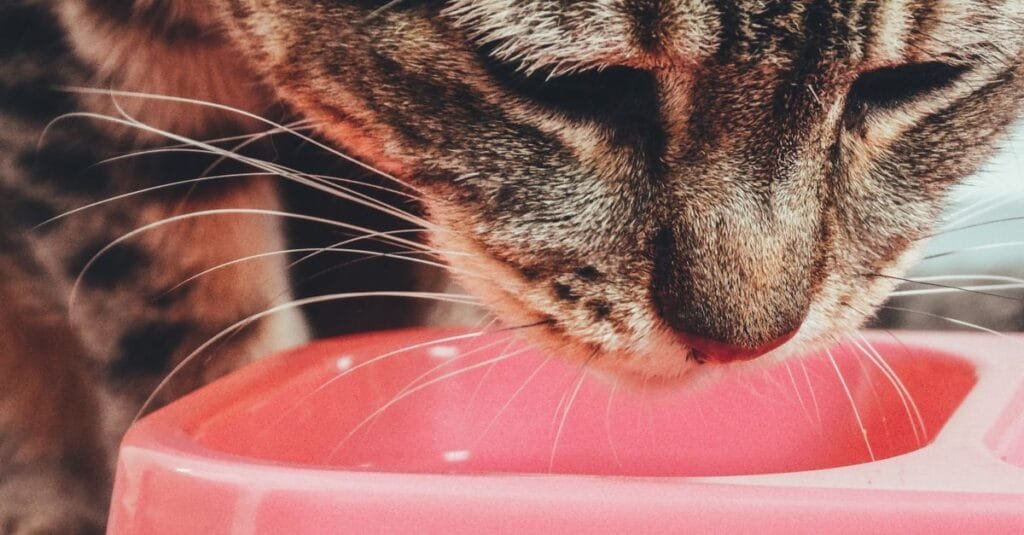 Cat eating from a pink bowl close up