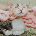 A cat pressing its head into a person&rsquo;s hands with eyes closed