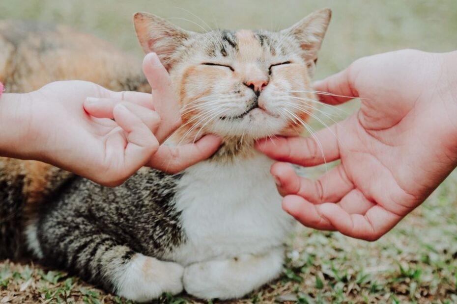 A cat pressing its head into a person&rsquo;s hands with eyes closed