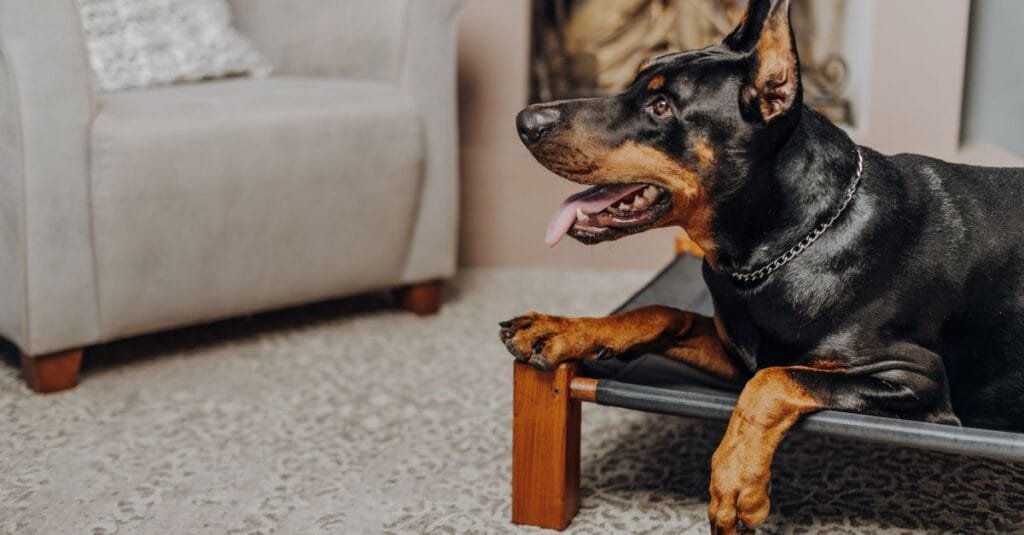 Dog lying comfortably on an elevated cot indoors